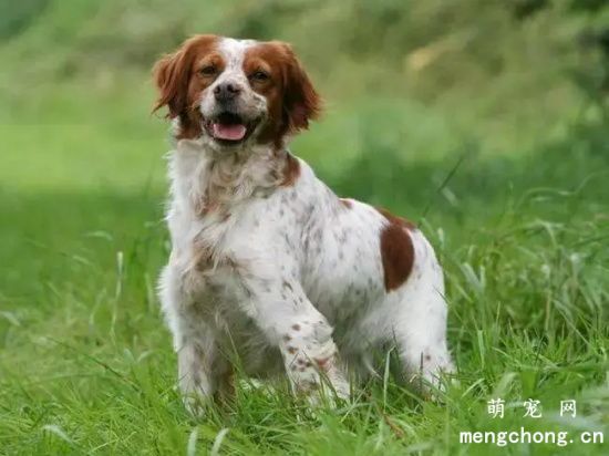 英国跳猎犬配种多少钱