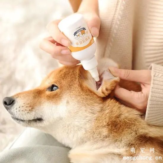狗狗滴耳液怎么用