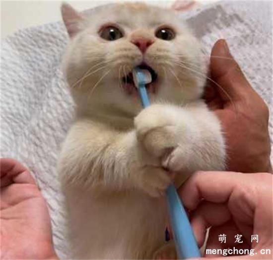 猫咪需要刷牙吗？(猫咪用什么刷牙)