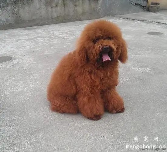 一个月大的泰迪犬要多少钱?泰迪犬一个月出售价格