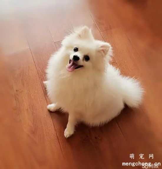 博美犬的生活习性和饲养技巧