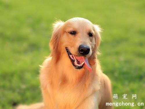 金毛犬的十大特征 如何挑选纯种金毛犬？