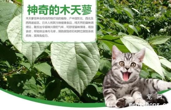 木天蓼对猫有什么作用？木天蓼对猫咪的害处？