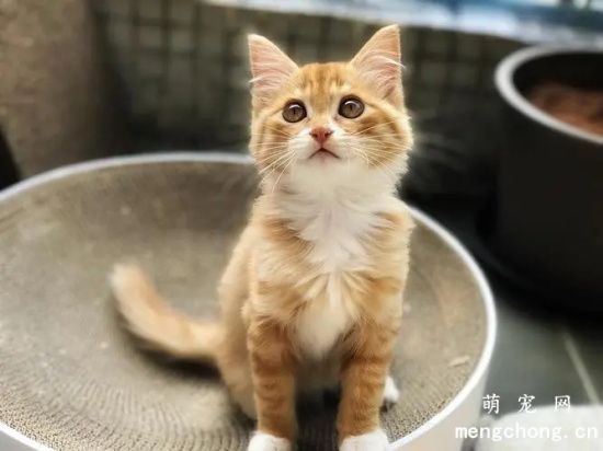 猫咪不小心闻了风油精怎么办？有什么危害？