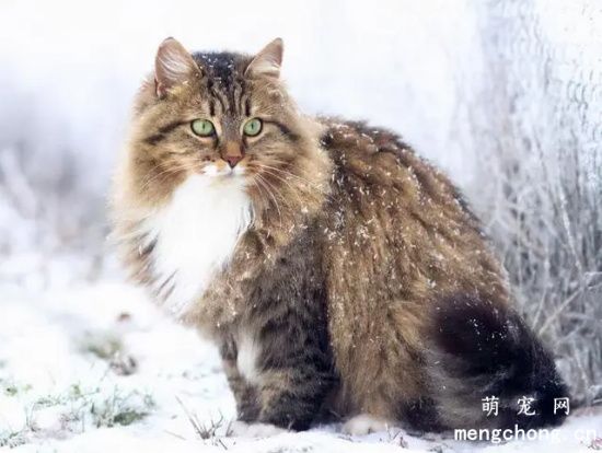 西伯利亚猫与缅因猫有什么区别 二者区别介绍