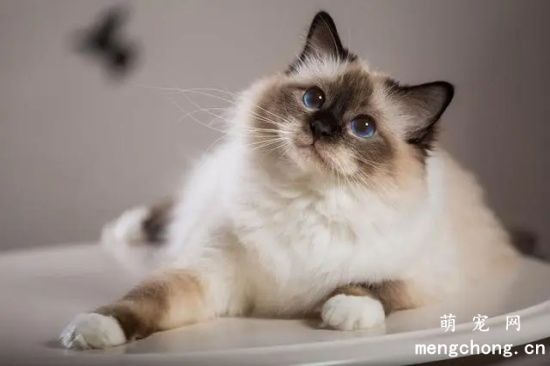 猫咪结膜炎几天能好？猫咪结膜炎的症状