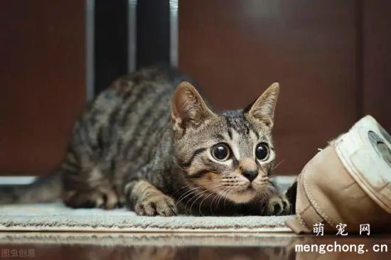 中国狸花猫纯种价格 中国狸花猫多少钱