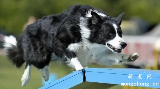 边境牧羊犬外耳炎是怎么回事