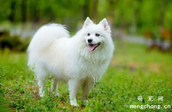 银狐犬不吃东西怎么办?