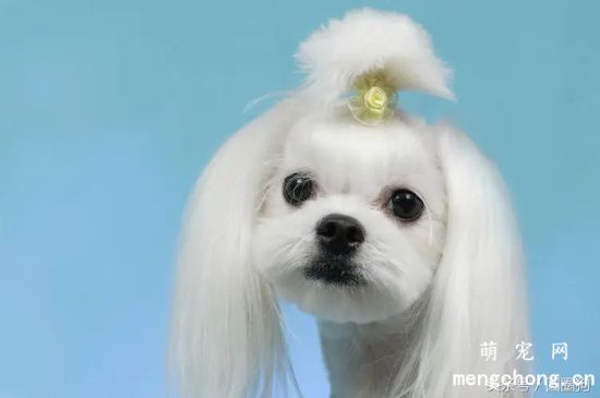哪些狗狗适合女性养?