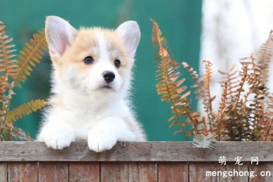 柯基犬缺钙会怎么样呢