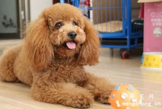 贵宾犬呕吐怎么处理呢？