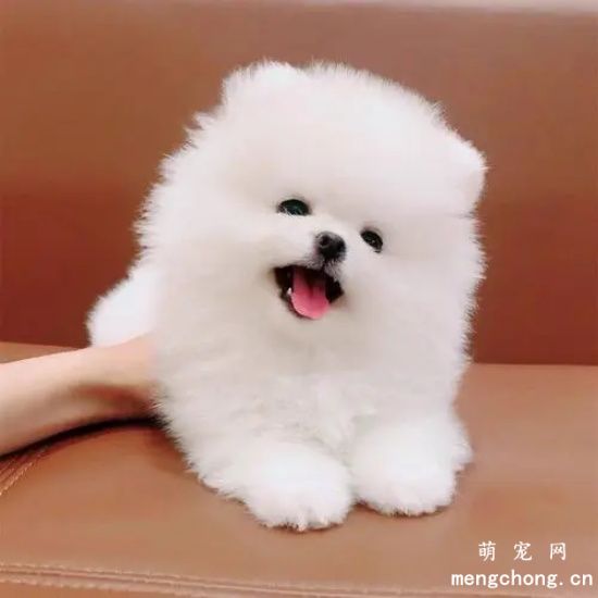 怎样鉴别博美犬的年龄?