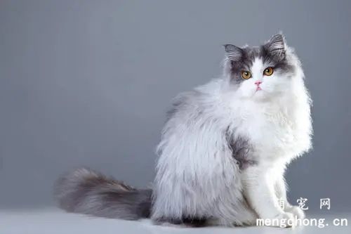 猫咪常见的骨骼疾病有哪些？