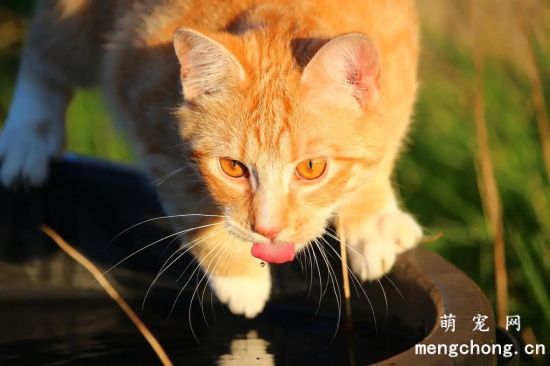 猫中暑可以喝淡盐水吗？