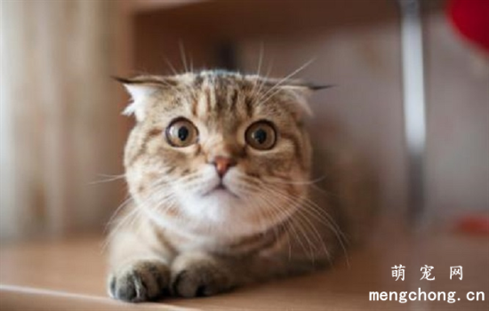 猫咪异物性肺炎（吸入性肺炎）的症状及防治方法