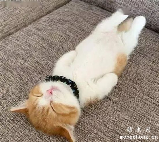 猫仰着睡代表什么？