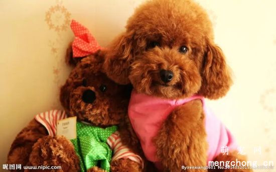 怎么判断泰迪犬的年龄？