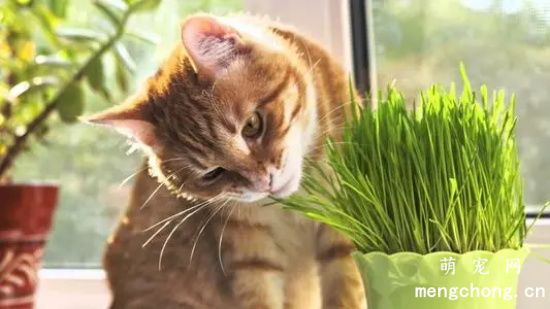 猫咪患耳血肿的症状及治疗方法