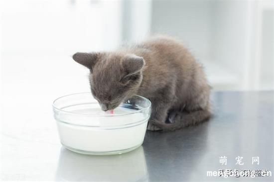 猫咪食欲异常是什么原因造成的？