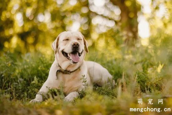 母乳对拉布拉多犬的重要性