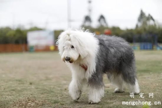 古牧犬毛打结怎么办?