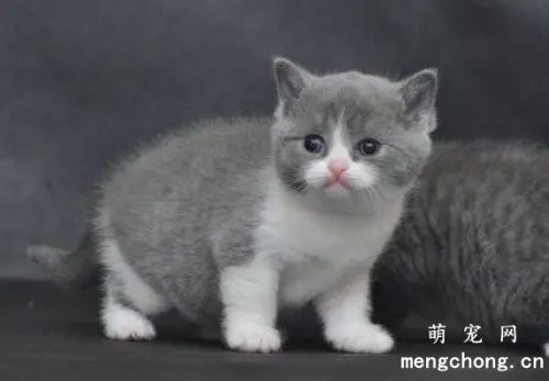 猫咪便秘的原因有哪些？如何治疗预防猫咪便秘呢？