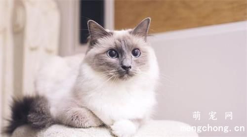 宠物猫巨食道症的症状及治疗方法