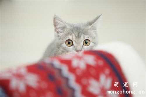 宠物猫生病之后不要急着去宠物医院