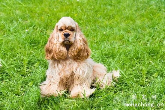 可卡犬夏季如何养护