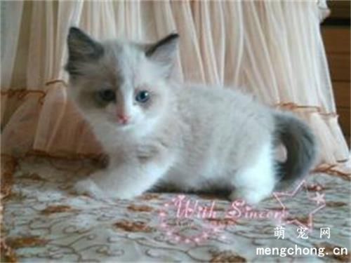 <a href=/tag/chongwu/ target=_blank class=infotextkey>宠物</a><a href=/tag/maomao/ target=_blank class=infotextkey>猫猫</a>钱癣病的治疗方法及注意事项