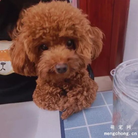 泰迪犬有没有尾巴