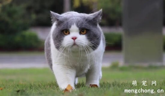 你家英短猫有这些坏习惯吗？