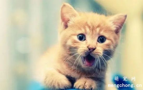 如何培养小猫的社交行为？