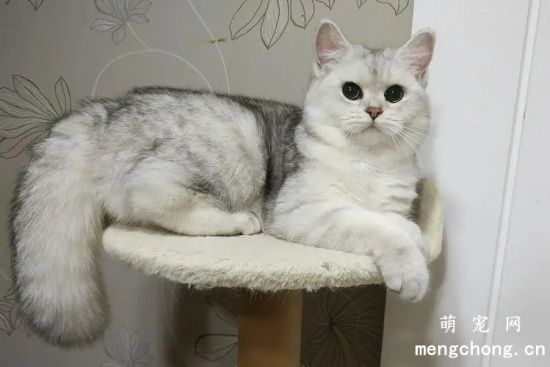 为什么我们学猫叫时，猫咪也会“回应”你？