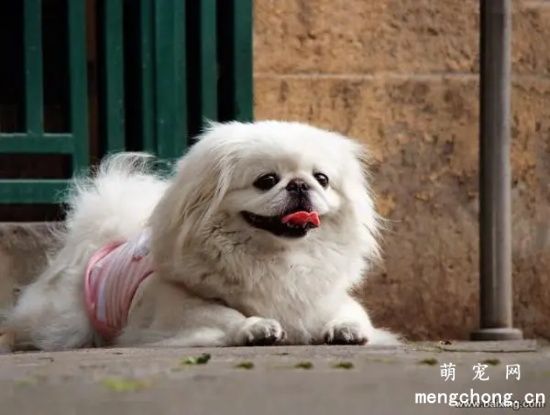 京巴犬性格