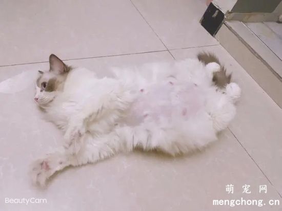 宠物猫为什么会痉挛？预示着一些疾病的发生