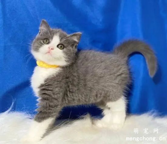 猫咪自发性膀胱炎的表现症状及治疗方法
