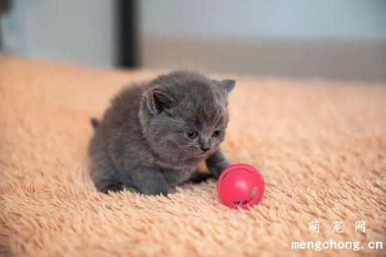 猫咪换牙应该注意的问题及猫咪换牙时间表