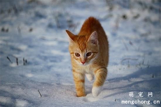 如何给猫咪换药？给宠物猫换药的步骤