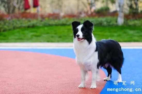 边境牧羊犬有几种颜色