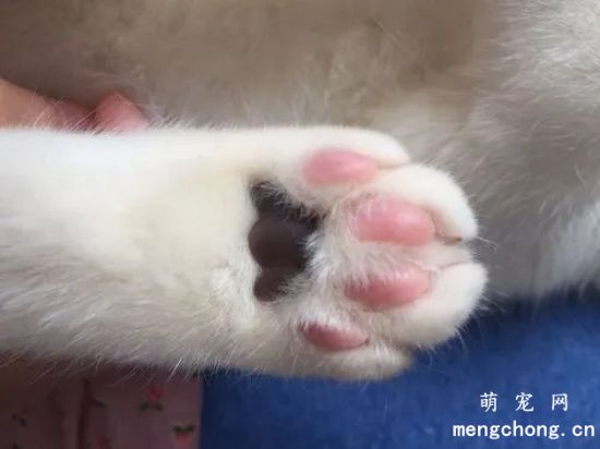 猫咪肉垫有什么作用？猫咪肉垫护理知识