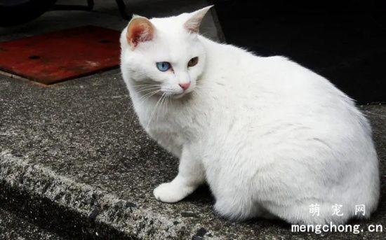 夏季猫咪饮食常见注意事项