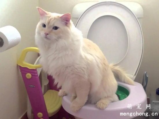训练猫咪用马桶的简单实用新方法
