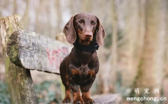 腊肠犬挑食怎么办