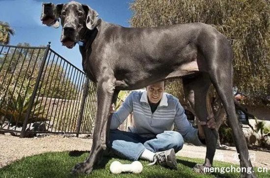 大丹犬能喝牛奶吗