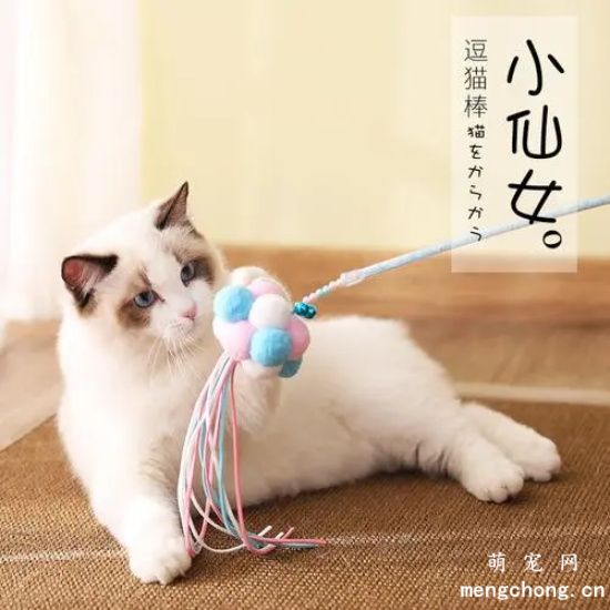 几个使用逗猫棒的技巧