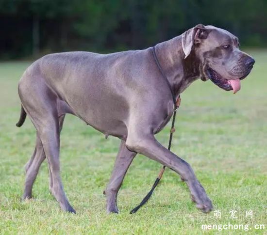 如何养护大丹犬