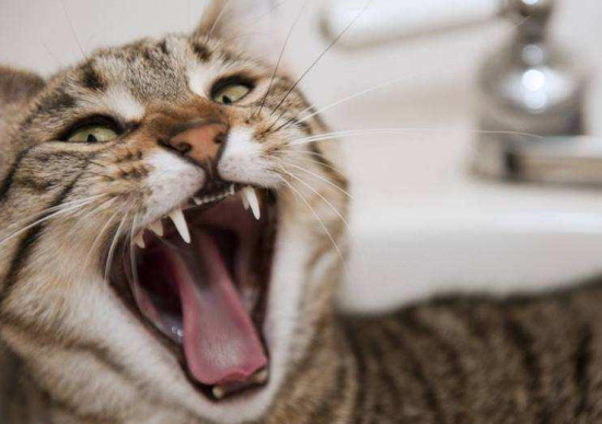 怎么判断猫有没有狂犬病