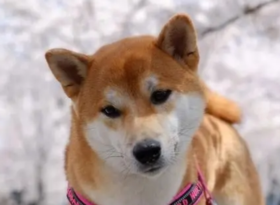 当柴犬出现这些表现时，就说明宠过头了！
